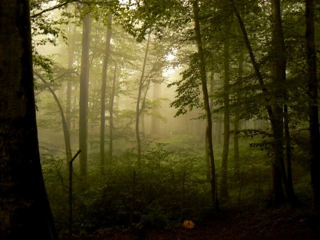 Namak Abrud Forest Park