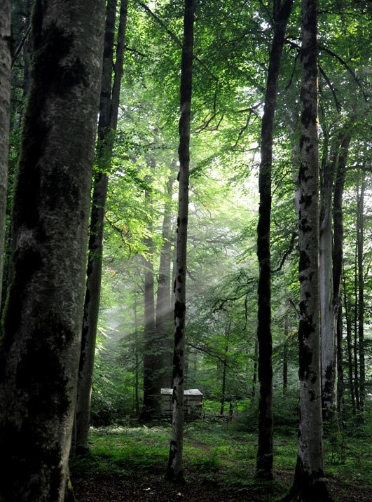 Lavij Forest and Hot Springs