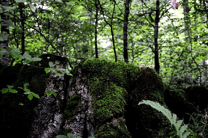 Lavij Forest and Hot Springs