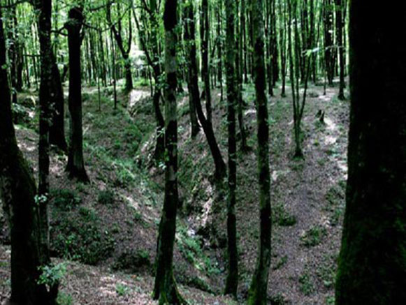 Kordkuy Forest Park