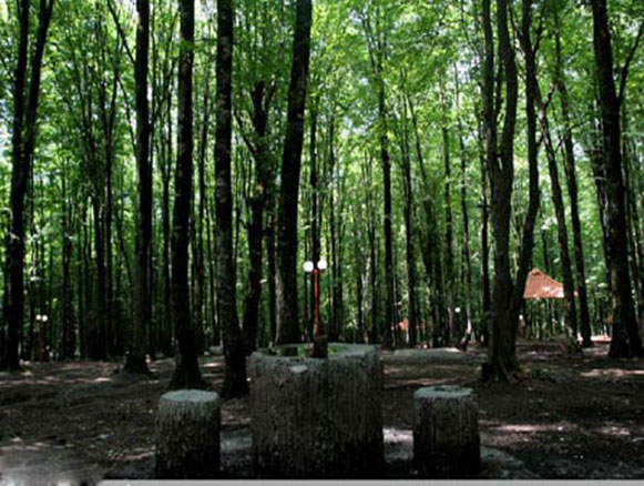 Kordkuy Forest Park