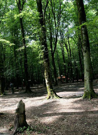 Kordkuy Forest Park