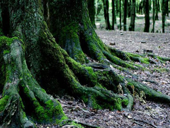 Kordkuy Forest Park