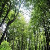Nur Forest Park