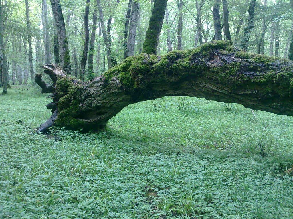 Nur Forest Park