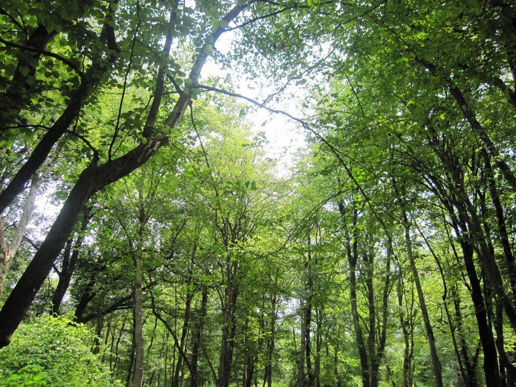 Nur Forest Park