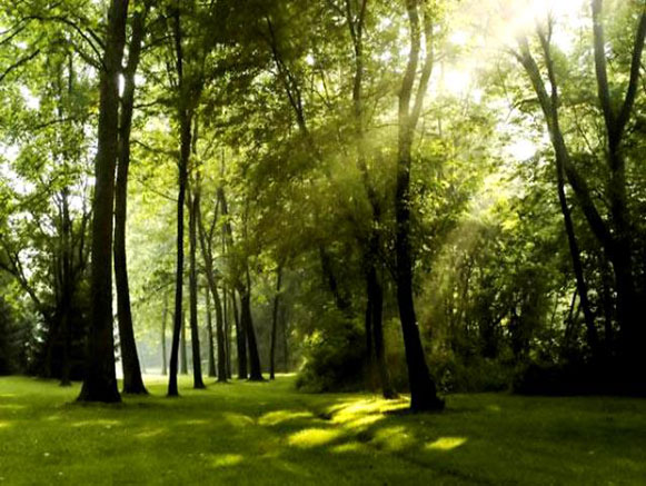 Nur Forest Park
