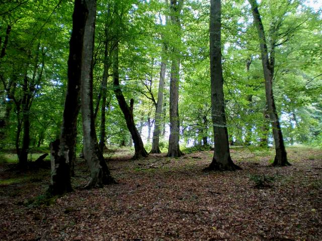 Nur Forest Park