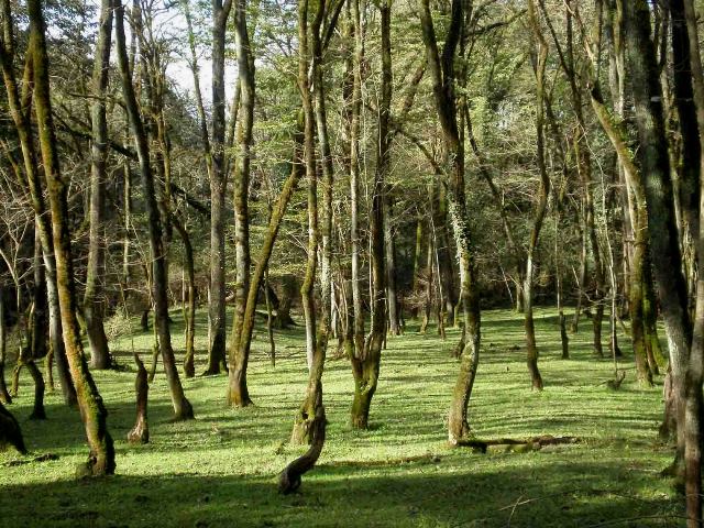 Nur Forest Park