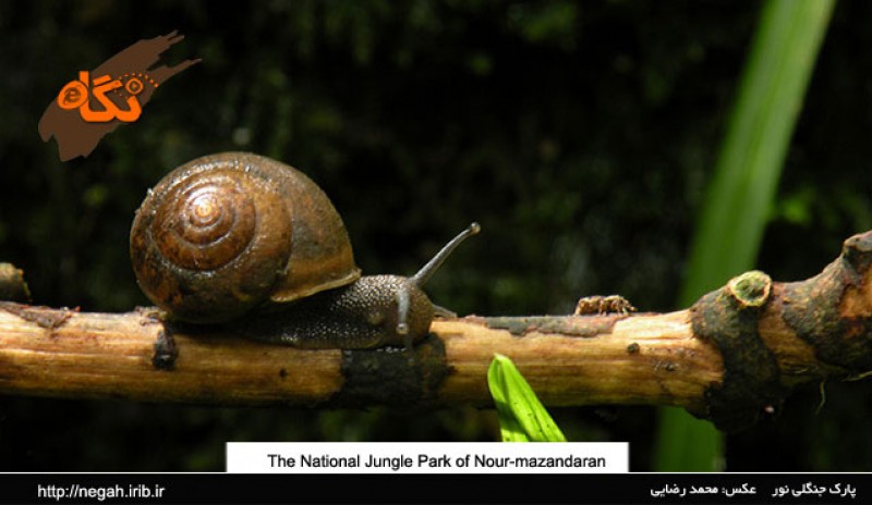 Nur Forest Park