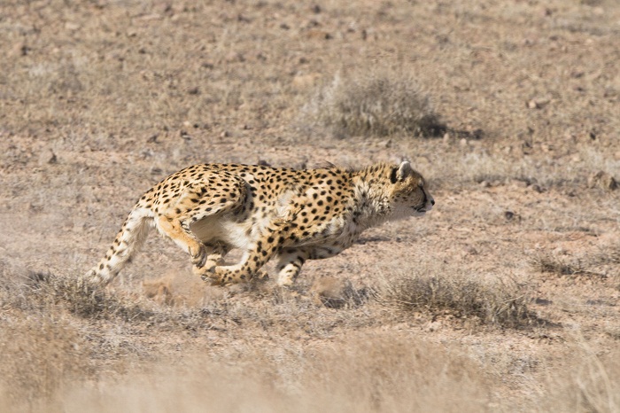 Mian Dasht Wildlife shelter