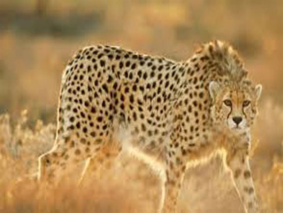 Mian Dasht Wildlife shelter