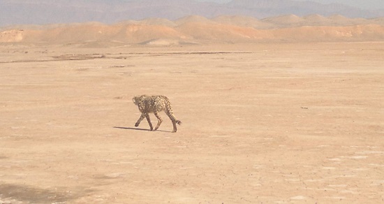 Mian Dasht Wildlife shelter