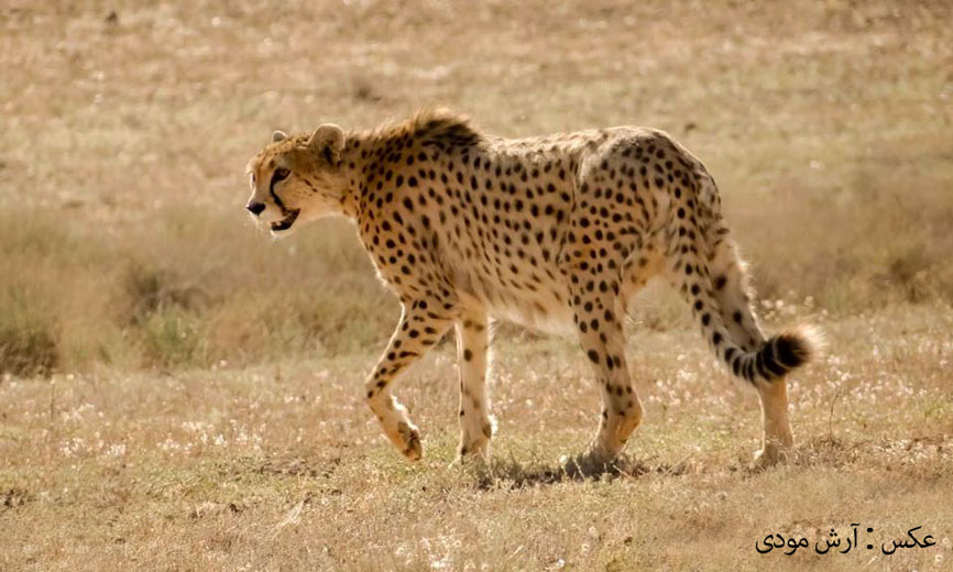 Mian Dasht Wildlife shelter