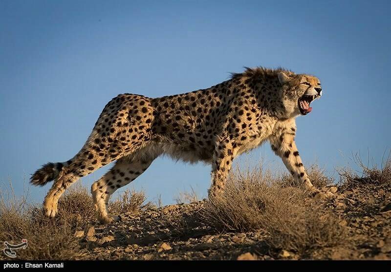 Mian Dasht Wildlife shelter