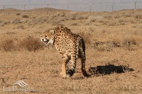 Mian Dasht Wildlife shelter