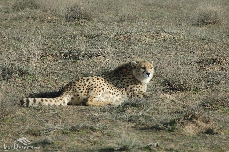 Mian Dasht Wildlife shelter