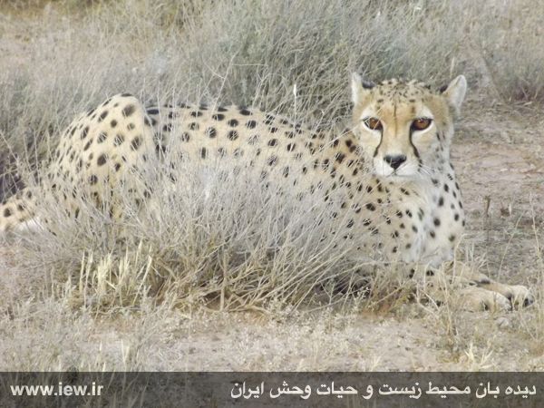Mian Dasht Wildlife shelter