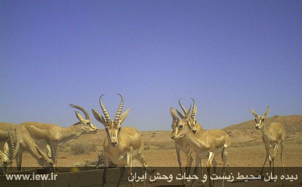Mian Dasht Wildlife shelter
