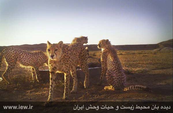 Mian Dasht Wildlife shelter