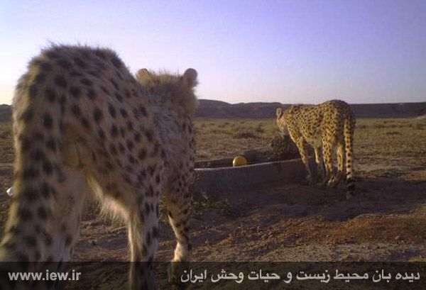 Mian Dasht Wildlife shelter