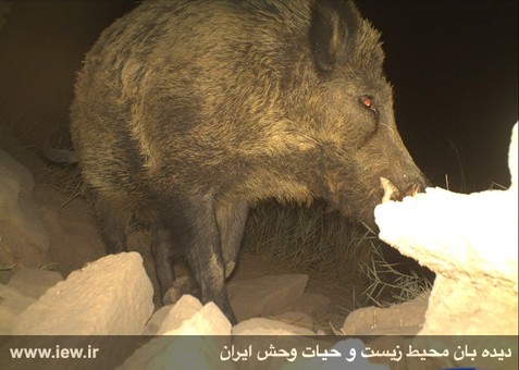 Mian Dasht Wildlife shelter