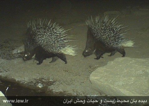 Mian Dasht Wildlife shelter