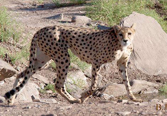 Mian Dasht Wildlife shelter