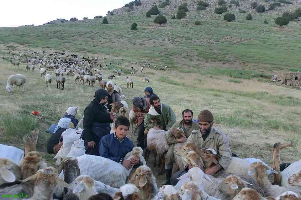 Kurmanji Nomads