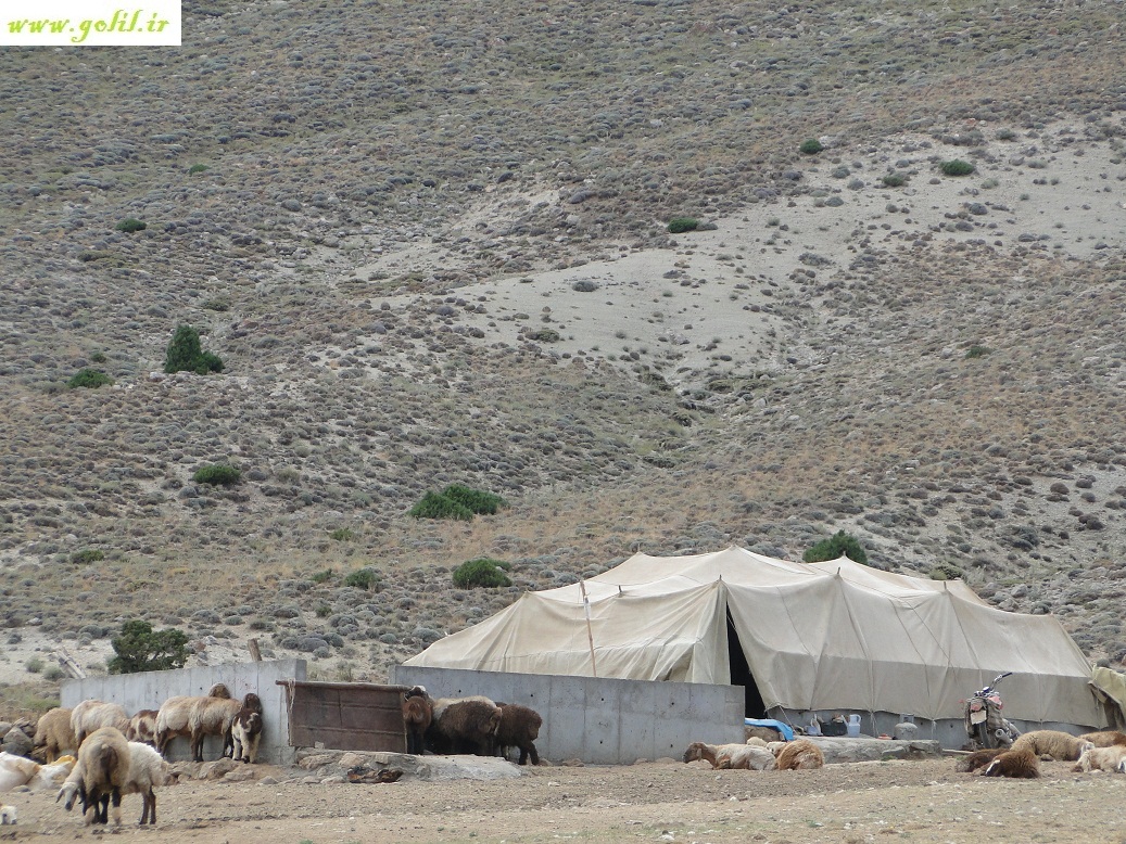 Kurmanji Nomads