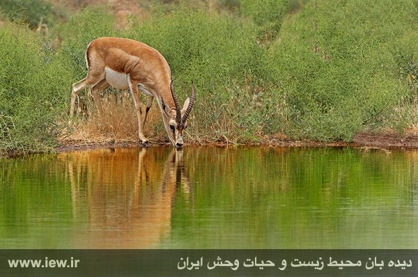 Shirahmad Wildlife Shelter