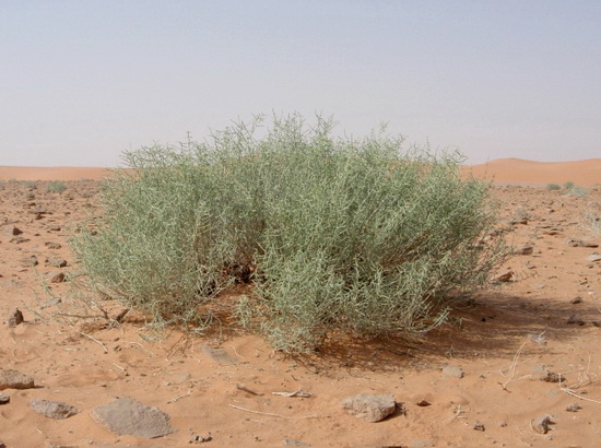 Shirahmad Wildlife Shelter