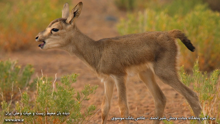 Shirahmad Wildlife Shelter