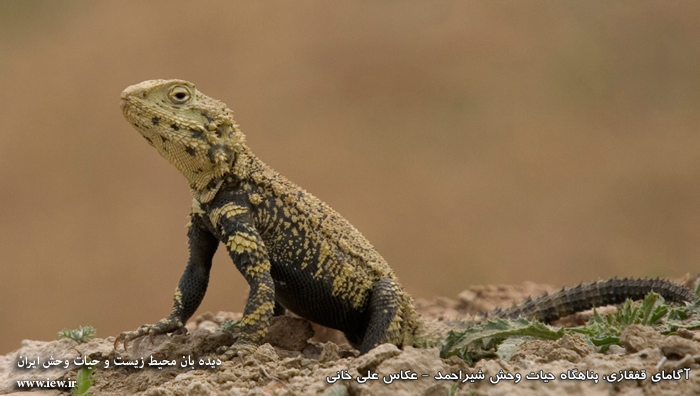 Shirahmad Wildlife Shelter
