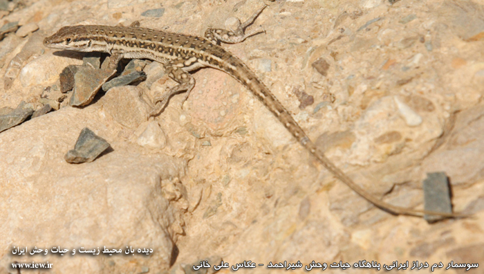 Shirahmad Wildlife Shelter