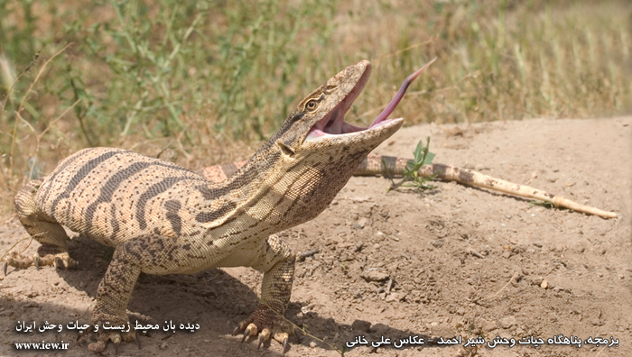 Shirahmad Wildlife Shelter