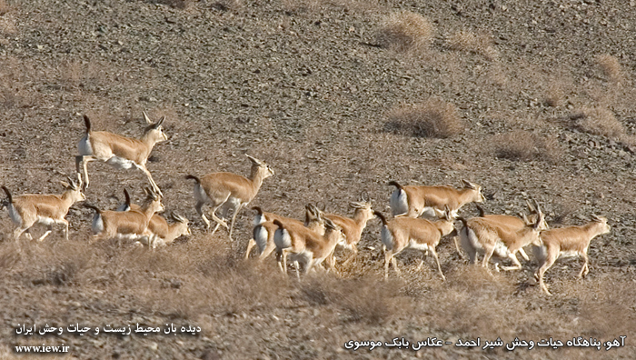 Shirahmad Wildlife Shelter