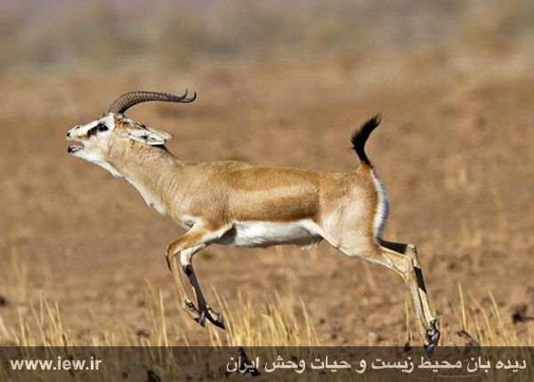 Shirahmad Wildlife Shelter