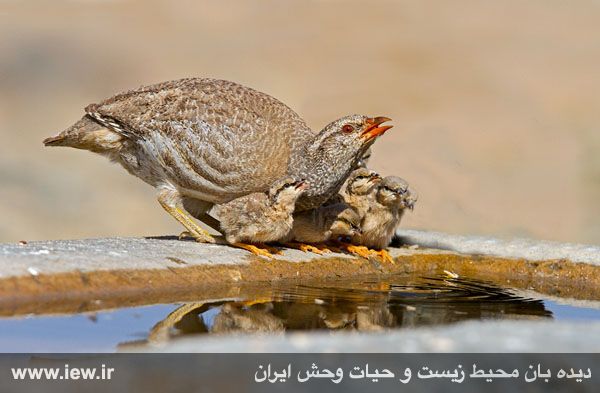 Shirahmad Wildlife Shelter