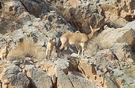 Shirahmad Wildlife Shelter