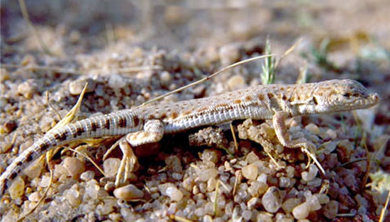 Shirahmad Wildlife Shelter