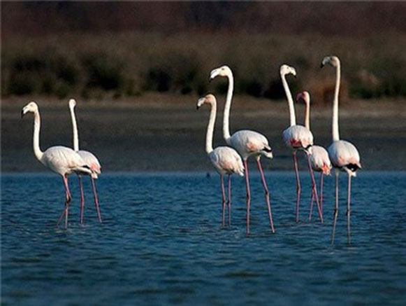 Triple Lagoons of Golestan Province