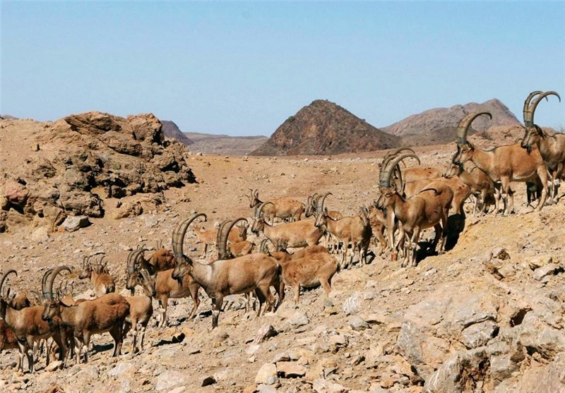 Khosh Yeylagh Wildelife Shelter