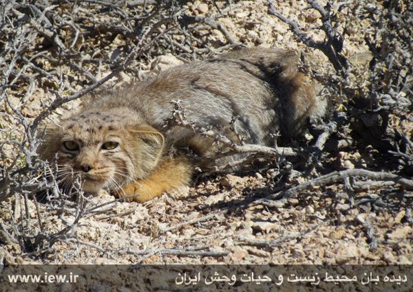 Khosh Yeylagh Wildelife Shelter