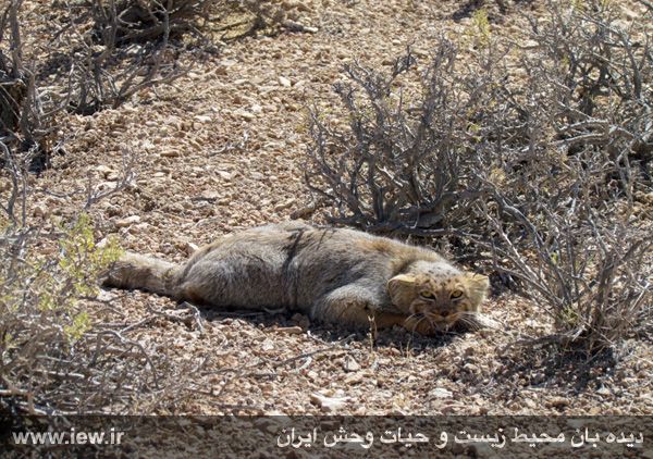 Khosh Yeylagh Wildelife Shelter