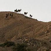 Kavir National Park