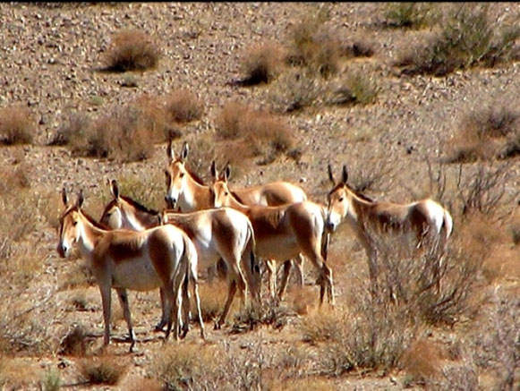 Kavir National Park