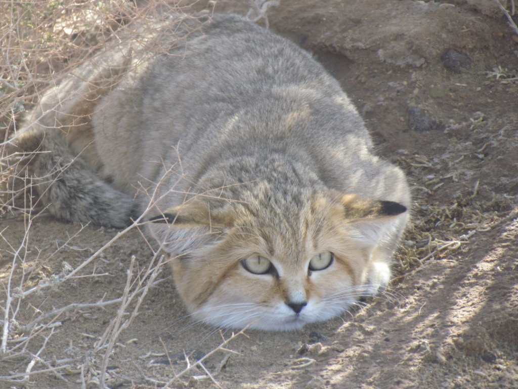 Kavir National Park