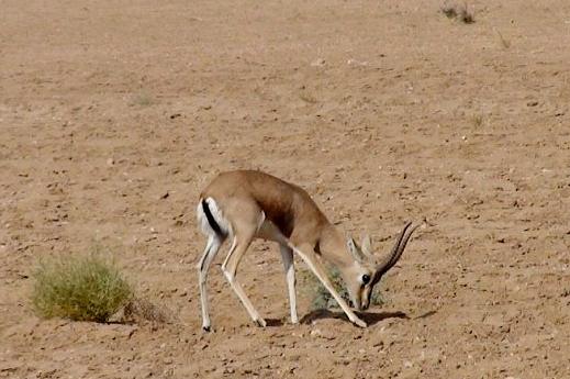 Kavir National Park