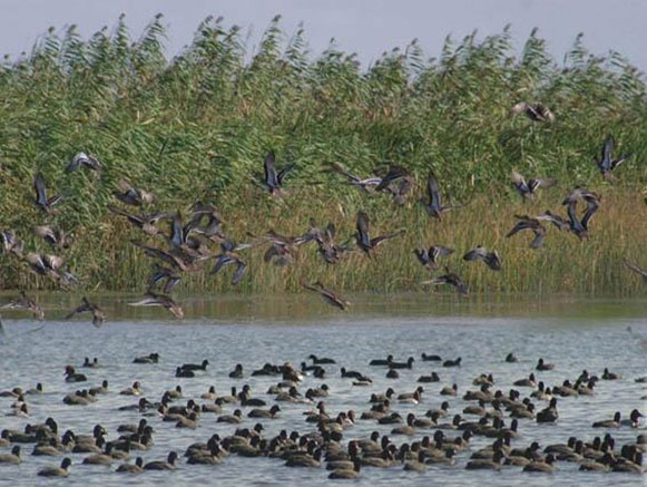 International Lagoon of Amir Kalayeh